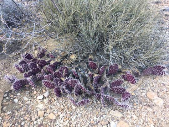 16640648_1678091695541248_3401659878109349229_n